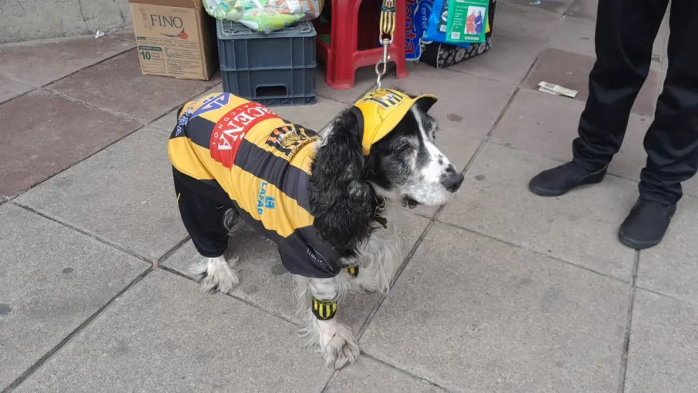 Un perrito paseando con su dueño.    FOTO: Visión 360