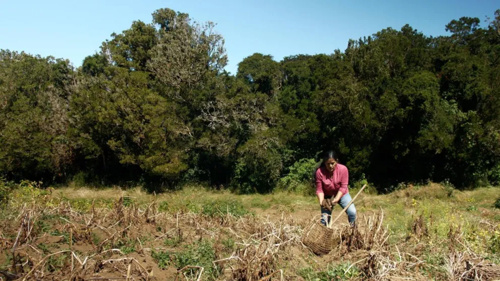 Yolanda Millapichun, la guardiana de las papas. Foto: EFE
