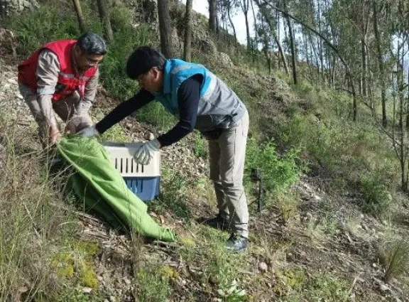 El operativo de liberaci&oacute;n del halc&oacute;n Uqi.