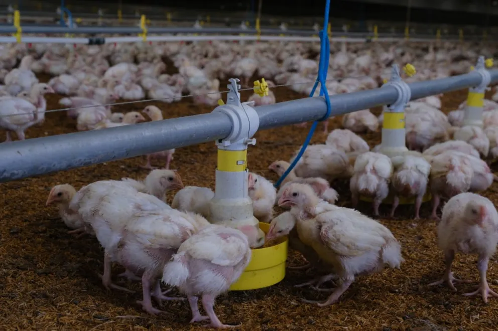 Una granja avícola. Foto: ABI