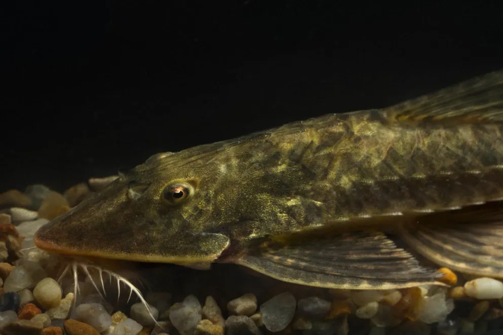Fotografía cedida de una especie de pez en un cuerpo de agua, en Moxos (Bolivia). Foto: EFE