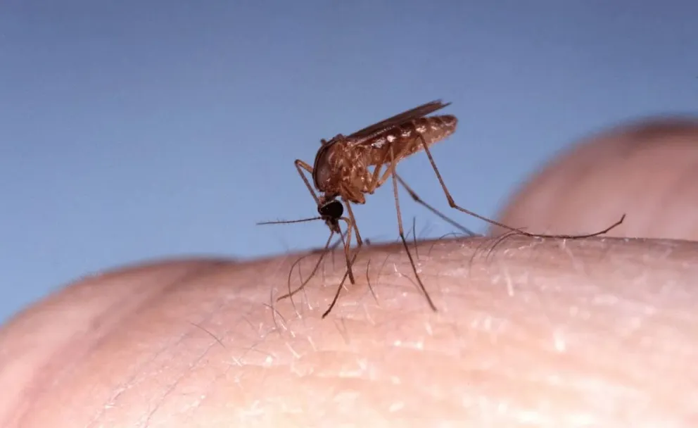 El virus se transmite a los humanos por la picadura del mosquito Culicoides paraensis. Foto: OMS