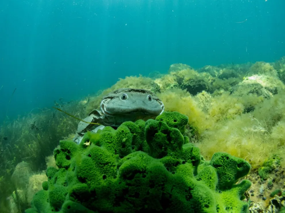 Telmatobius culeos o rana gigante del Lago Titicaca, una especie amenazada en el país. Foto: Arturo Muñoz.