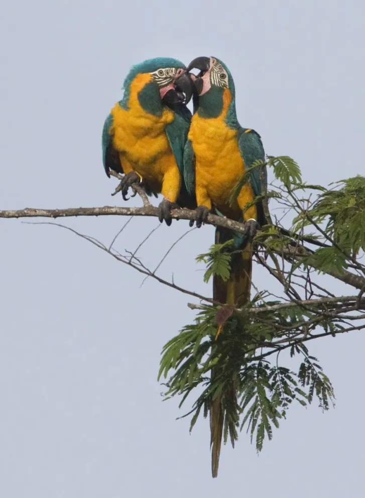 Diagnóstico: De cada 10 especies de fauna y flora en Bolivia, una está en riesgo de extinción 