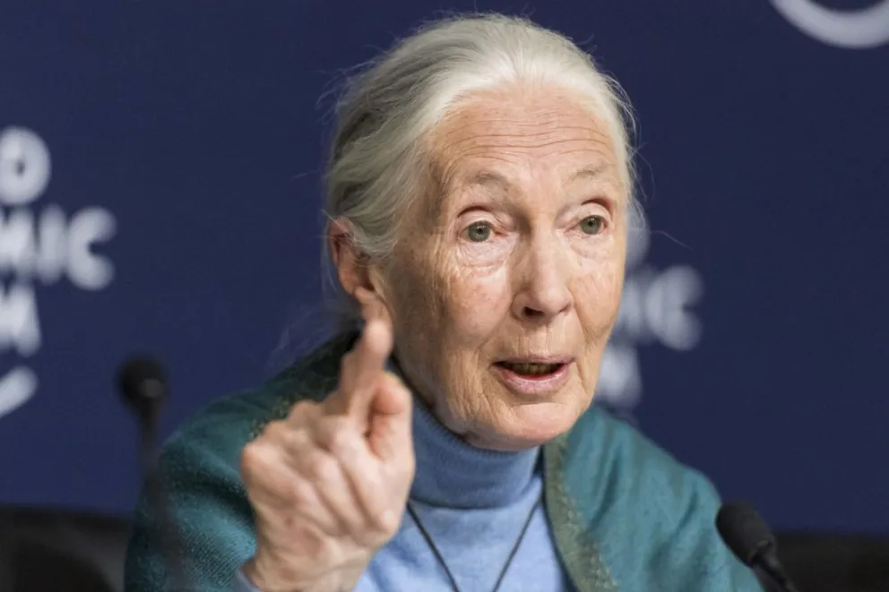 Jane Goodall, la científica dedicada al estudio de chimpancés. Foto: EFE