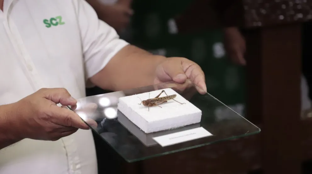 Un funcionario de la Gobernación de Santa Cruz muestra una langosta voladora. Foto: Gobernación de Santa Cruz.