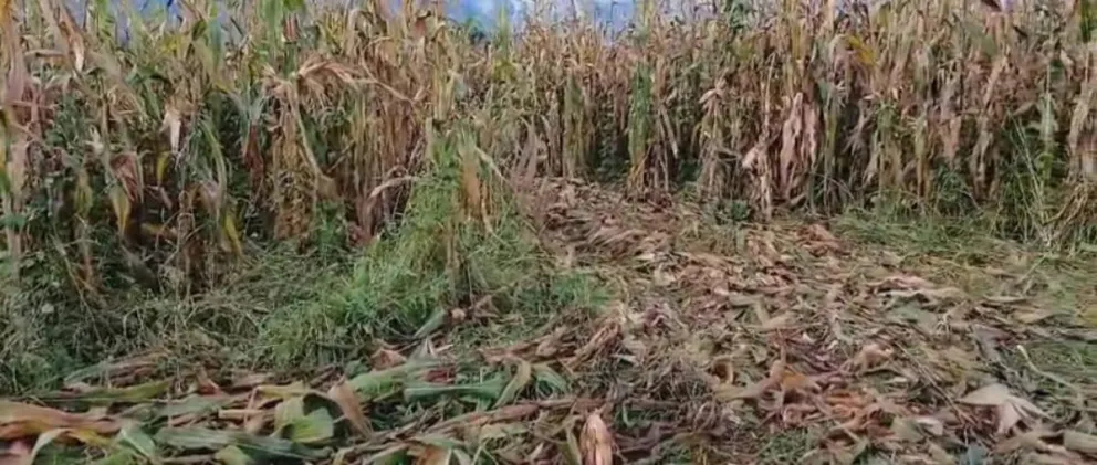 Una cosecha de maíz en la zona de Pairumani. Foto: Unitel