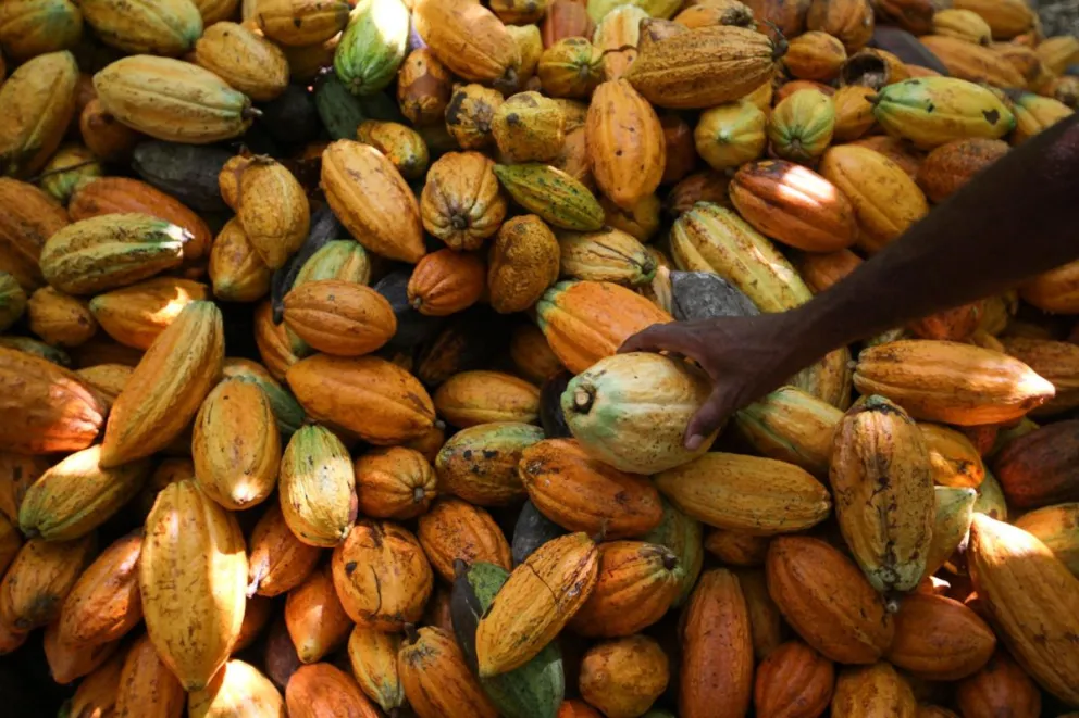 La acumulación de los frutos del cacao, en una plantación en Sao Félix do Xingú, en Pará (Brasil). Foto aarchivo: EFE