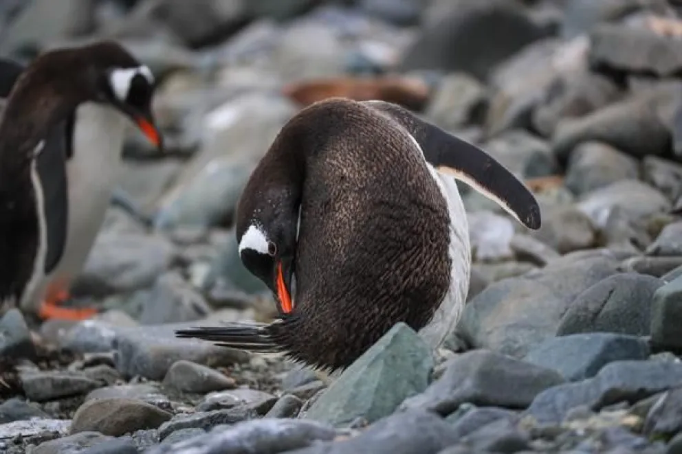 Fotografía de archivo que muestra a dos pingüinos Adelia, en la Isla Rey Jorge (Antártida). Foto: EFE/Federico Anfitti
