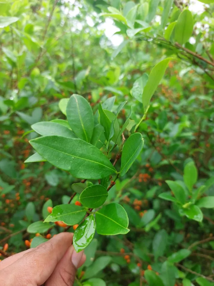 Hojas de coca, durante un seguimiento a las tareas de control de cultivos. Foto: Facebook del Viceministerio de Coca 