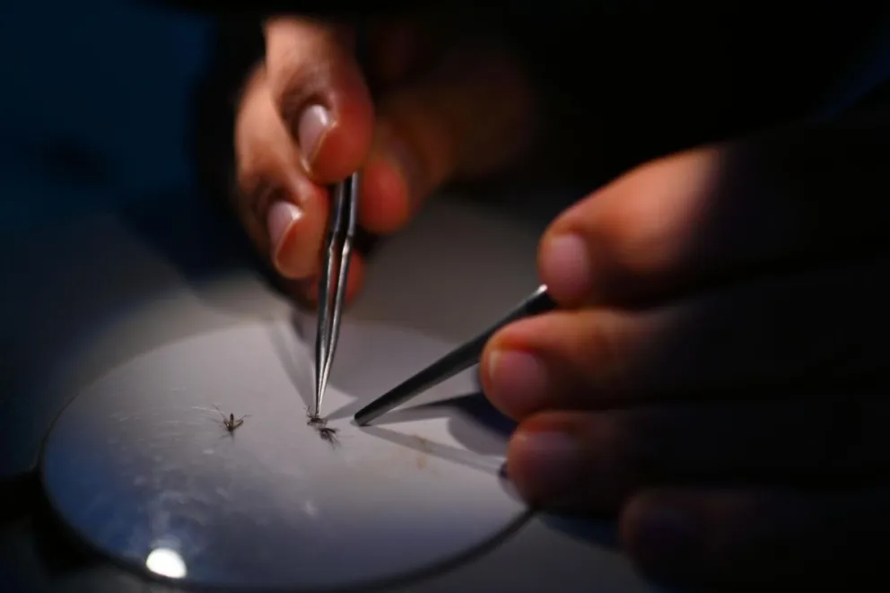 El profesor Rodrigo Gurgel, del Laboratorio de Parasitología Médica y Biología de Vectores, analiza un mosquito Aedes aegypti bajo un microscopio. Foto: EFE
