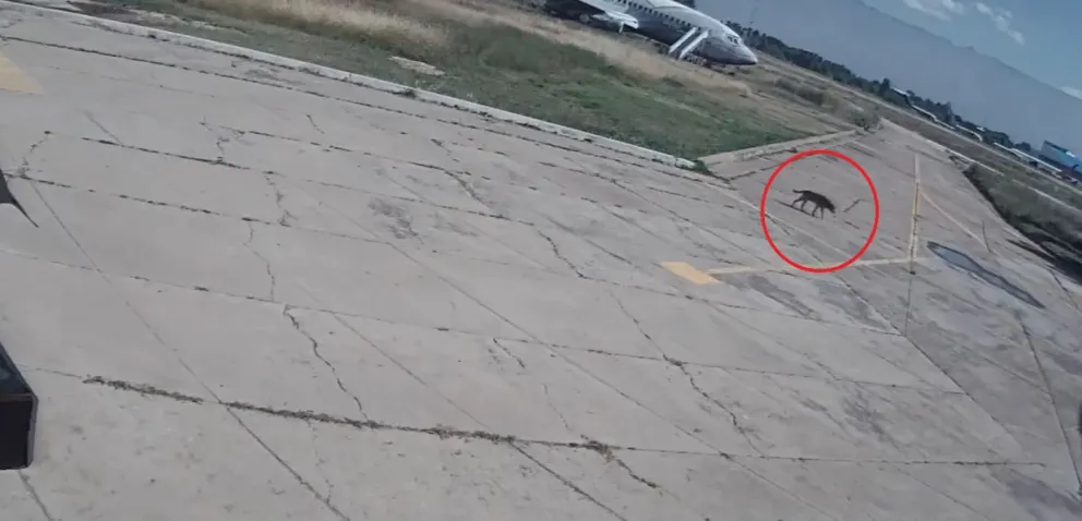 Una cámara registró al animal mientras cruzaba la pista. Foto: Captura de video