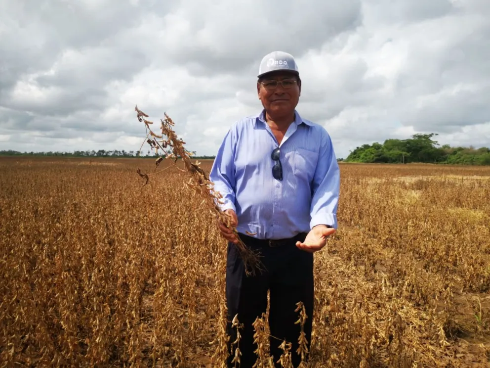 Un productor muestra el reducido tamaño de las plantaciones de soya por efecto de la sequía. Foto: Marco Belmonte.