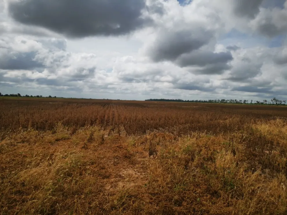 La producción de soya, en al menos tres países de la región, se realiza con transgénicos. Foto: Visión 360