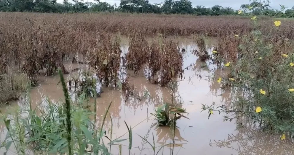 Cultivos quedaron bajo el agua debido a las intensas lluvias que castigaron al municipio de Ascensión de Guarayos. Foto: Gobierno Municipal de Ascensión de Guarayos.