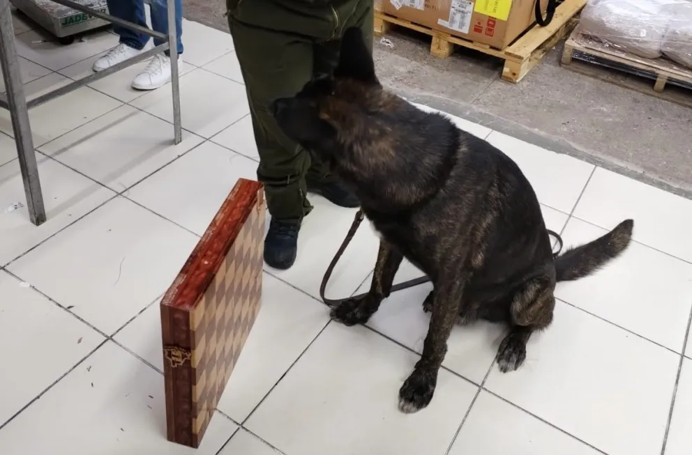 El can entrenado con el paquete de drogas. Foto: @EDelCastilloDC