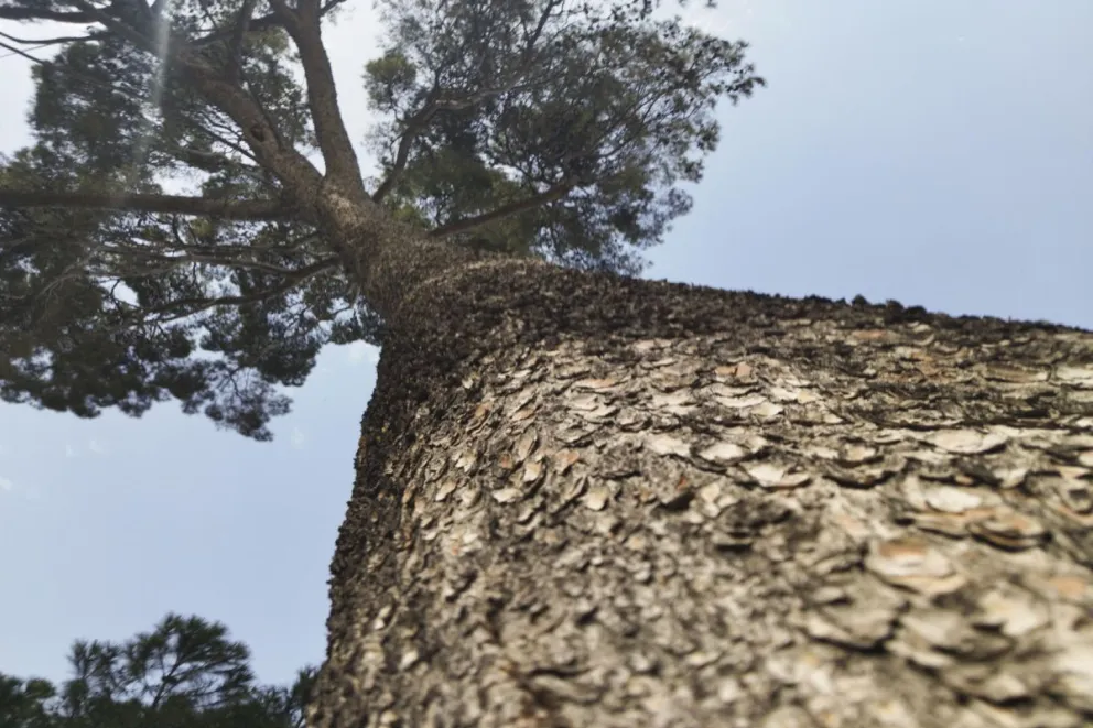 Fotografía de archivo de un olivo en el parque del Retiro de Madrid. Foto: EFE