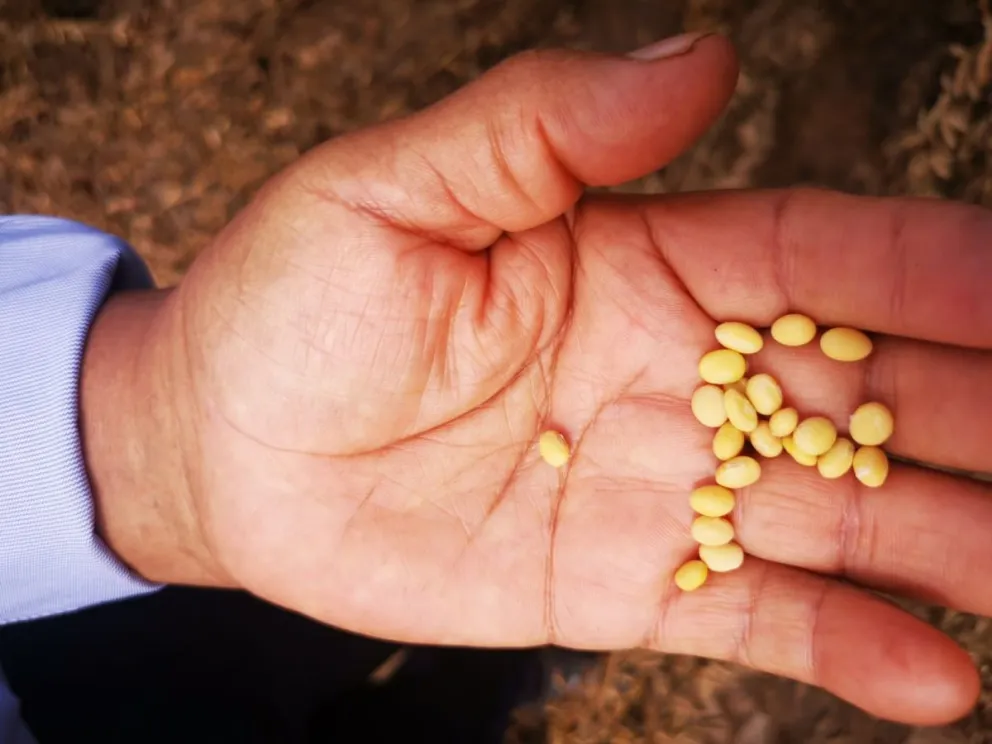 Los insumos pesticidas, como insecticidas, herbicidas y fungicidas, representan el 35% del costo de producción de soya. Foto referencial: Marco Belmonte