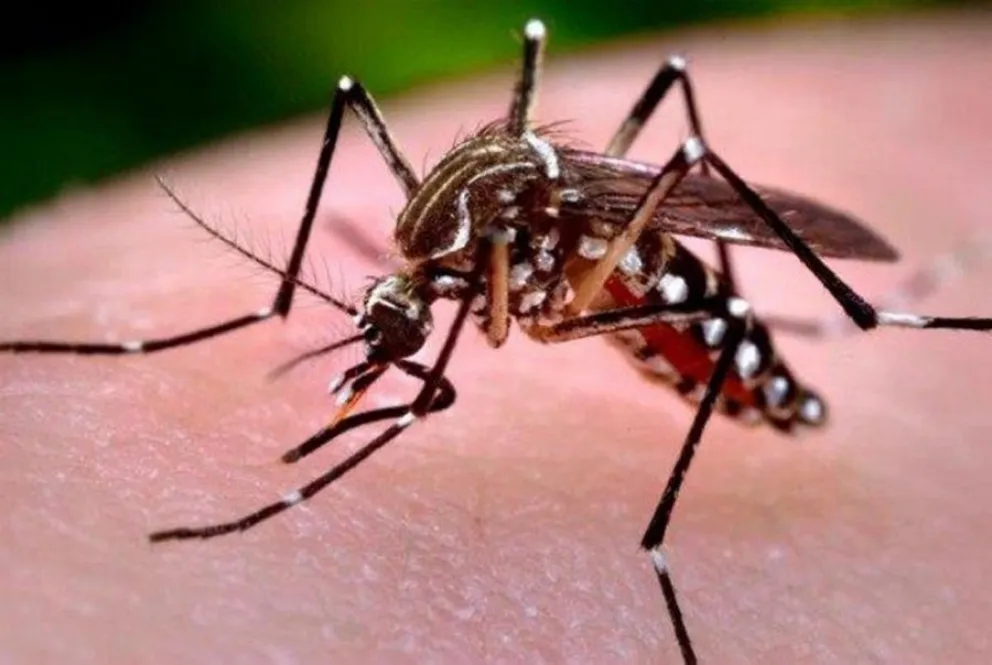 Mosquito Aedes aegypti, portador de enfermedades como dengue, chikungunya y zika. Foto: RRSS