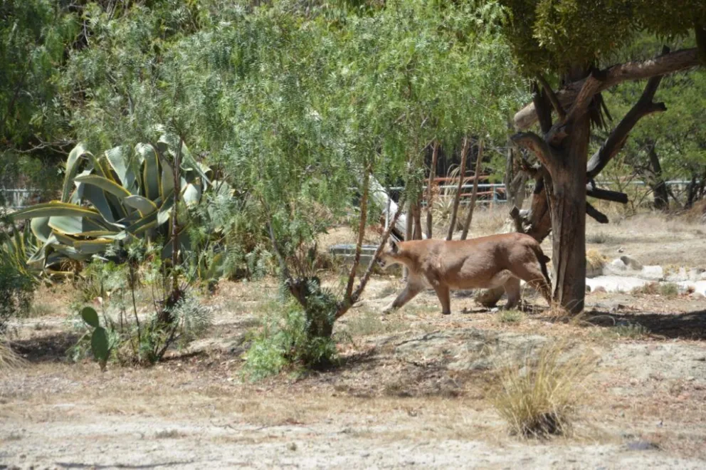Uno de los pumas (Puma concolor), una de las especies que viven en el parque, pasea por su espacio.  FOTO: Concejo Municipal de La Paz.