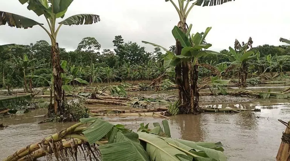 Los cultivos de plátano destruidos por las riadas. Foto: Ministerio de Defensa
