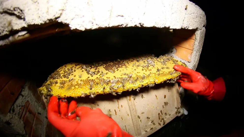 El panal de abejas que fue hallado en el cementerio Mercedario de El Alto. Foto: Alcaldía de El Alto. 