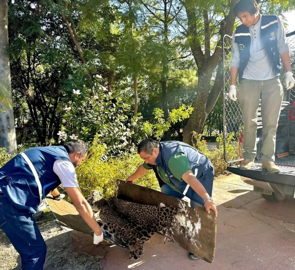 La piel del jaguar, tendida sobre tablas de madera. Foto: Gobernación de Cochabamba