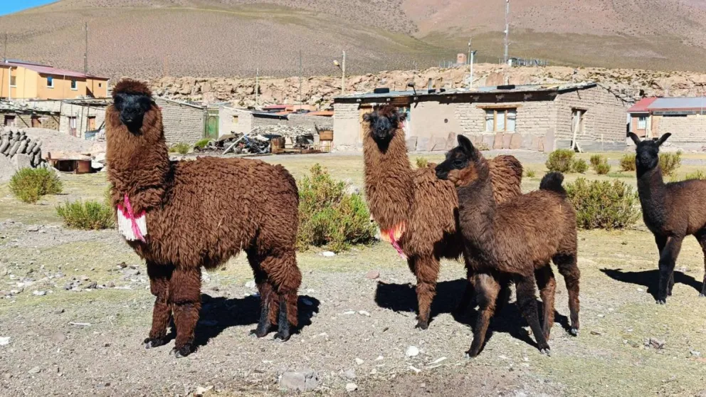 Varias organizaciones en Bolivia han combinado los saberes ancestrales y la ciencia para preservar el hábitat de los camélidos. Foto: EFE 