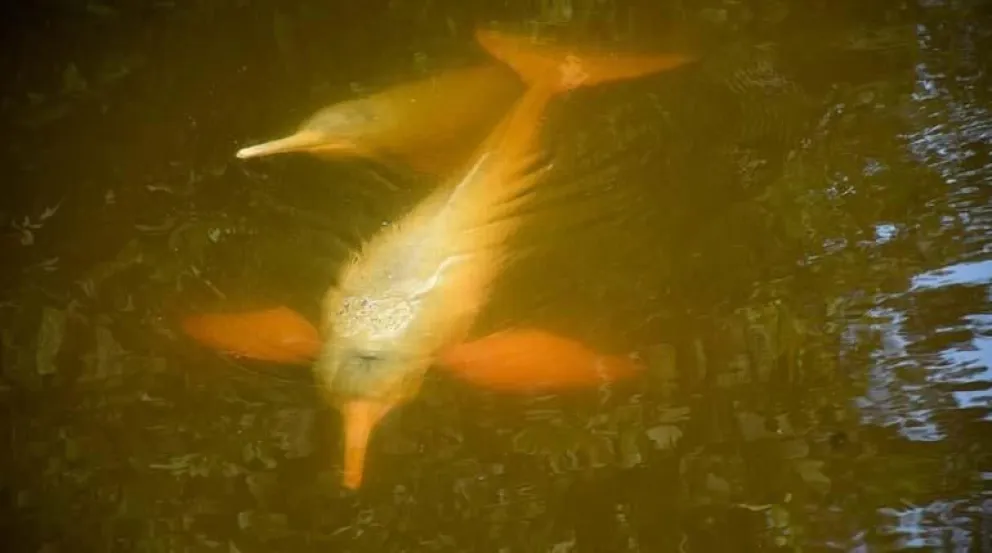 Los bufeos rosados, madre y cría, en el arroyo del Sindicato Capinota, en Villa Tunari. Foto: Daniel James / Los Tiempos