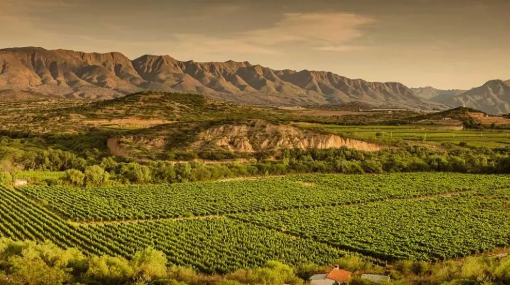 Uno de los viñedos en los alrededores de la ciudad de Tarija. Foto: todojujuy.com