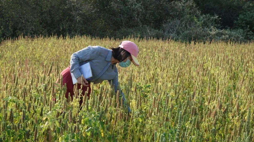 Una técnica de China inspecciona los cultivos de chía en Santa Cruz, en agosto de 2023. Foto: ABI