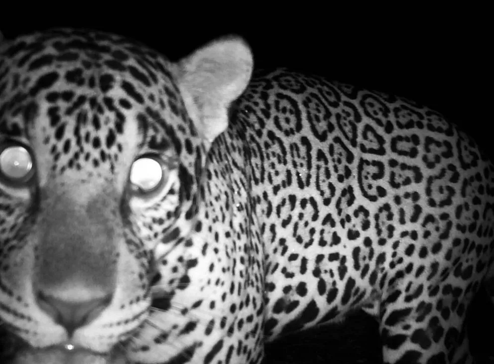 El jaguar de Pando. Foto: WWF