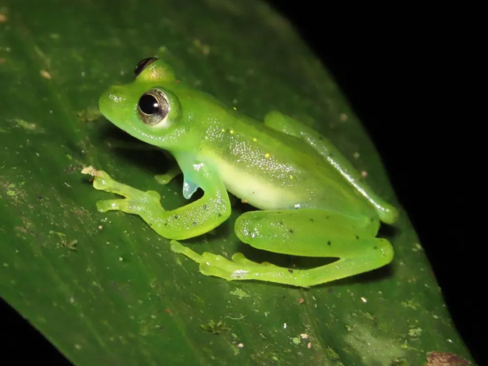 Foto cedida por la Fundación Conserva Aves de una rana espadarana prosoblepon en la reserva natural de Alto Calima, en el departamento del Valle del Cauca (Colombia). Foto: EFE