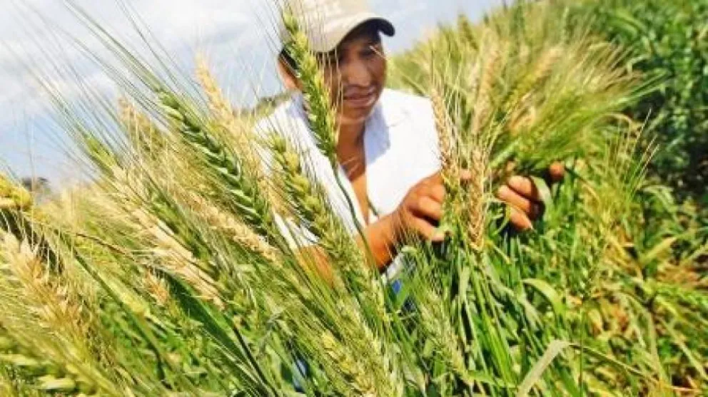 Un productor revisa los cultivos de trigo en Santa Cruz. Foto: ABI