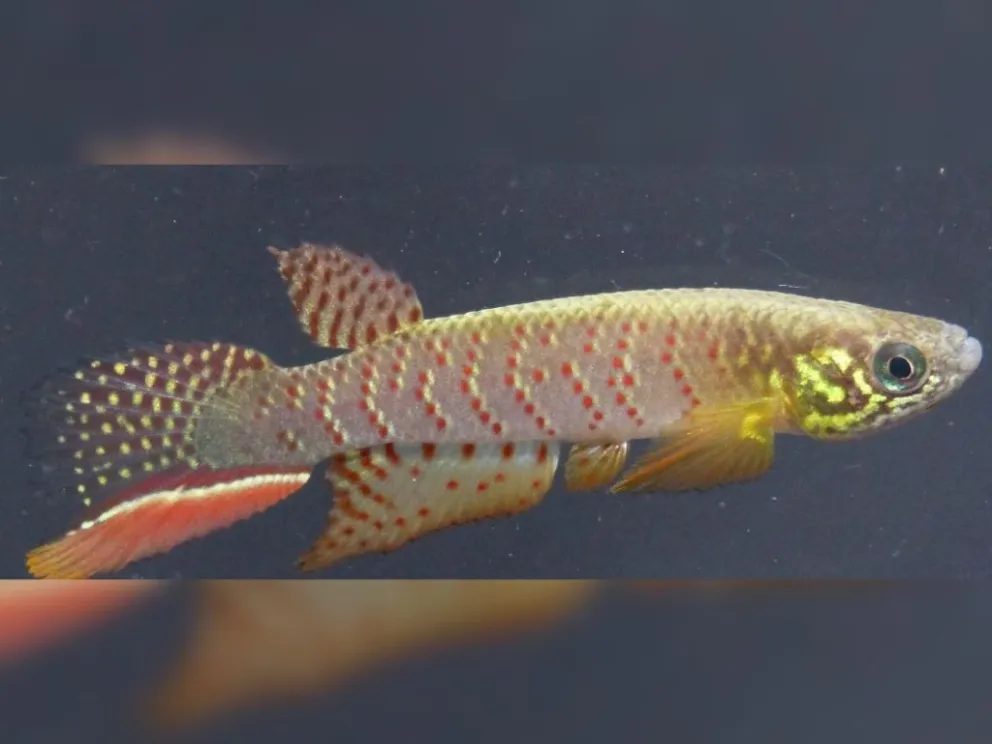 La nueva especie para la ciencia fue identificada en Bolivia por el investigador Heinz Arno Drawert. Foto: Mongabay