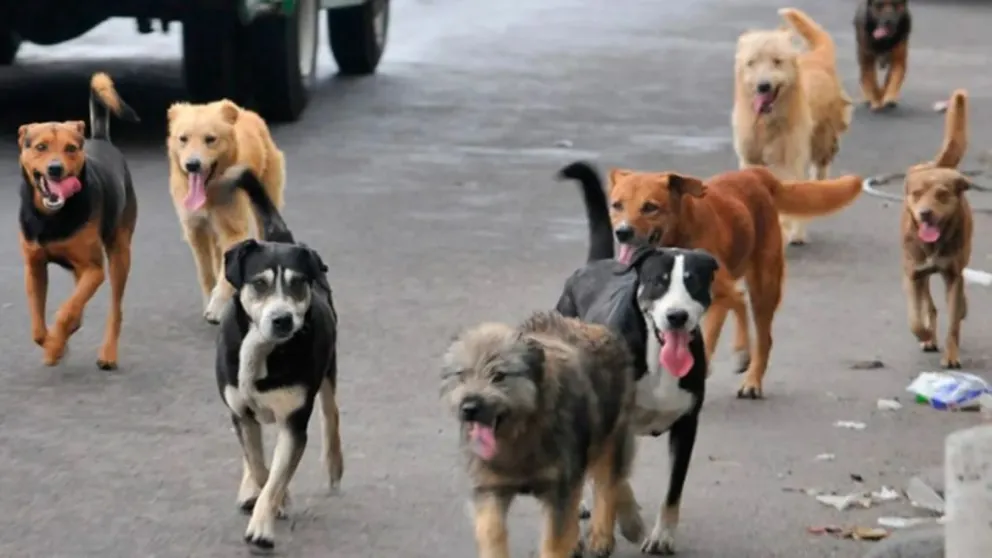 Una jauría de perros callejeros en la calzada. FOTO: Nostalgias.cl 
