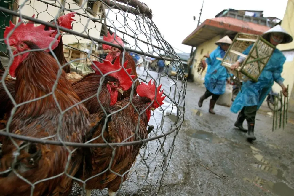 Una fotografía de archivo de un mercado con aves de corral en Hanói. Foto: EFE