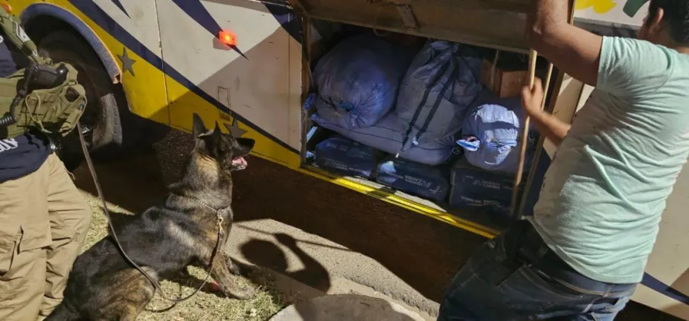 El can antidroga, Taurus, descubre los paquetes de droga que debían ser transportadas en un bus. Foto: Felcn. 