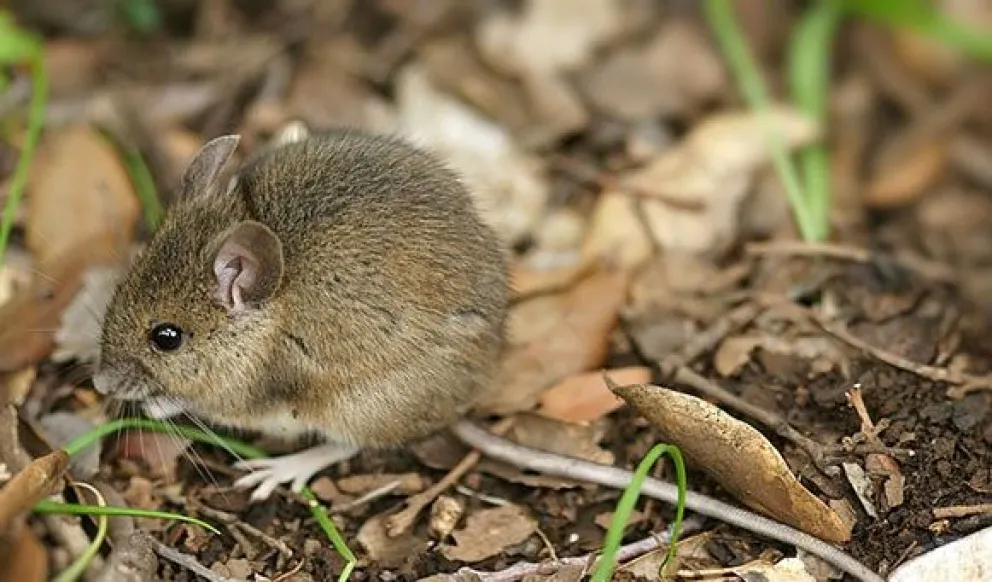 Imagen de un ratón colilargo, transmisor del arenavirus.   FOTO: ABI