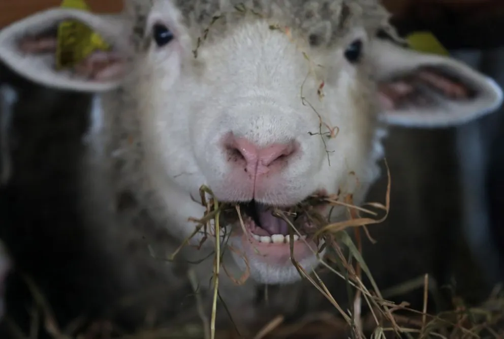 Una oveja mastica heno en un complejo de cría en el pueblo de Mihalkovich, Bielorrusia. Foto: EFE - Archivo