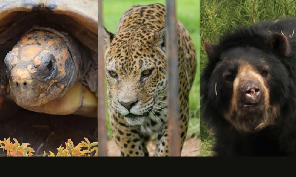 Animales del bioparque paceño. Foto: Captura revista Vesty Pakos