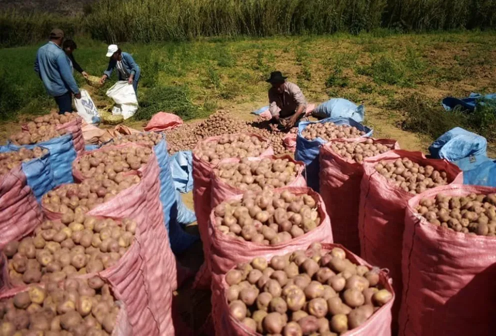 Agricultores con producción de papa en Santa Cruz. Foto Ministerio de Desarrollo Rural