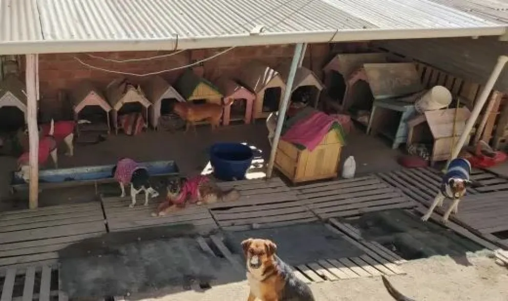 Los animales que habitan el albergue. Foto: Peluchín