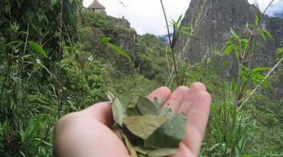 Una personas muestra hojas de coca (imagen referencial). Foto: ABI 