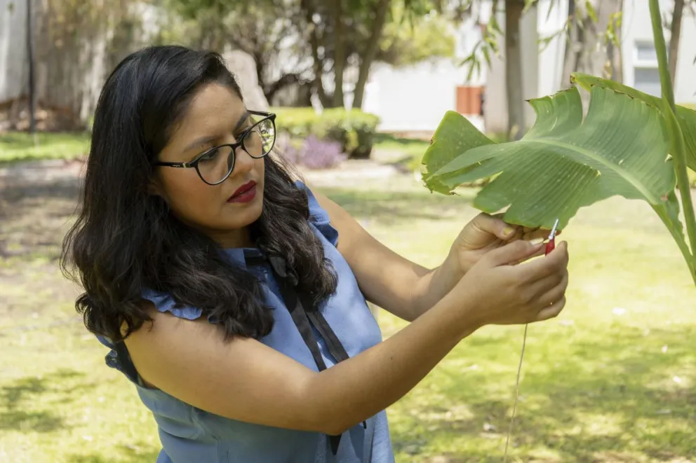 La científica mexicana Laura Xóchitl Cruz experimenta con unas plantas, el 21 de junio de 2024, en la ciudad de Querétaro (México). Foto: EFE