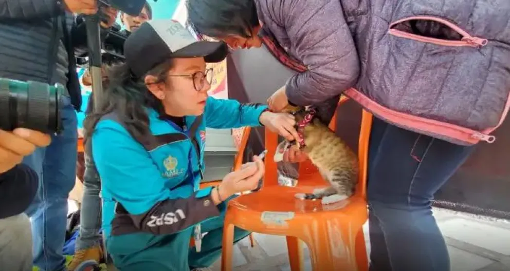 Una voluntaria vacuna contra la rabia a un gato. Foto: AMUN