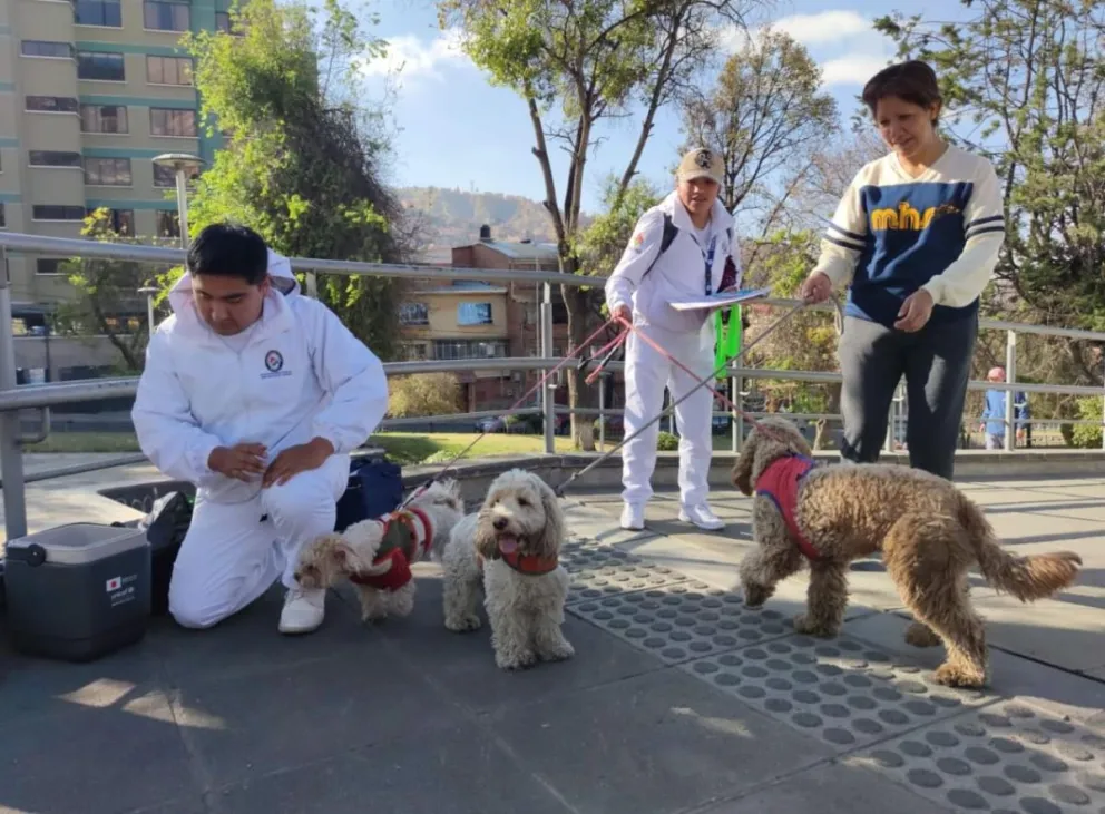 Un brigadista vacuna a unos perros en una plaza de la ciudad de La Paz. Foto: Ministerio de Salud.