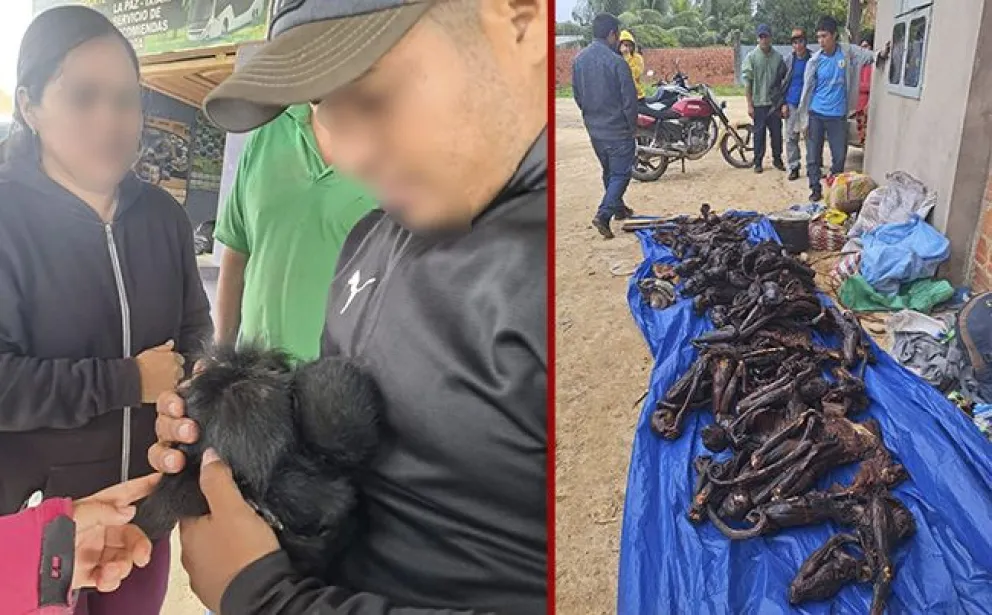 Las dos hembras de mono araña rescatadas y en recuadro los cuerpos de los 24 primates cocinados a las brasas. Foto: Río TV