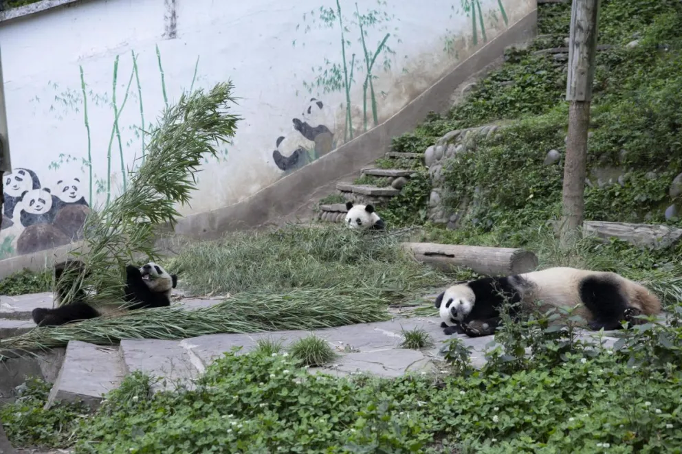 Imagen de archivo de pandas en un centro en China. Foto: EFE / EPA