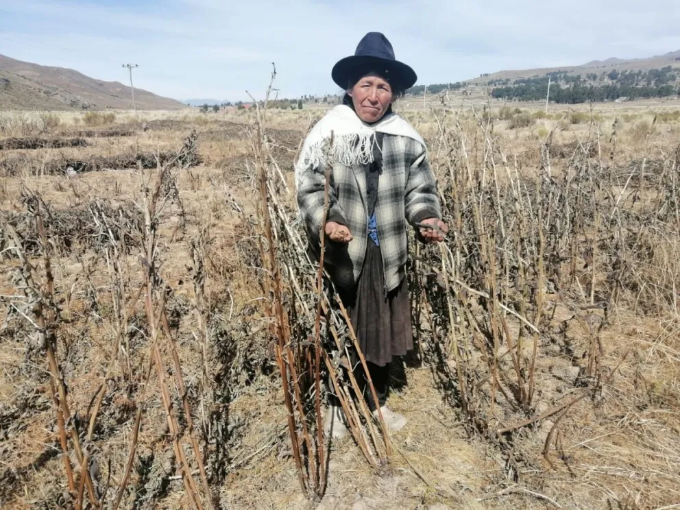 Una mujer con sus plantaciones afectadas por la sequía, imagen referencial. Foto: Archivo ABI